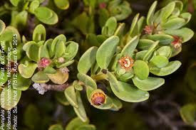 Image result for Pemphis