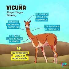 La Vicuna Mammals Animals Twitter
