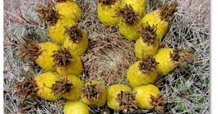 Cacti are quite easy to grow from seed and the results can be very rewarding. Pin On Succulents Cactus Grass And Other Interesting Plants