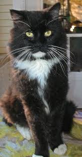 My Newest Cat Moustache That S French For Mustache And Whiskers Kittens And Puppies Purebred Cats Cats And Kittens