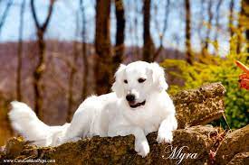 Booney now famous magazine model! White Golden Retriever Puppies English Cream Nj Ma Pa Fl Ct Ri De Ny Ca Az Va Tx Golden Retriever White Golden Retriever White Golden Retriever Puppy