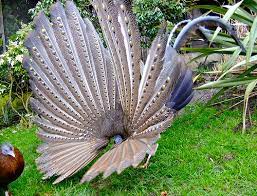 Kehidupan liar malaysia adalah beberapa yang paling beragam di dunia , dengan malaysia sebagai negara megadiverse. Flora Dan Fauna Khas Kalimantan Tengah The Colour Of Indonesia