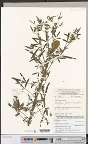 Image result for Crotalaria cylindrocarpa