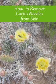 How to safely remove thorns and enjoy prickly pear fruits, without flames or peeling. How To Remove Cactus Needles From Skin Copy The Vacation Gals