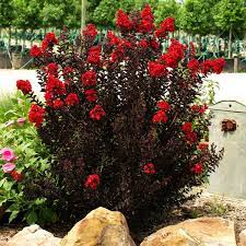 We did not find results for: Black Diamond Best Red Crape Myrtle Plantingtree