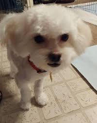 Check spelling or type a new query. Dog For Adoption Humphrey Fl A Maltese Bichon Frise Mix In Gainesville Fl Petfinder