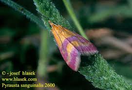 Image result for Pyrausta sanguinalis