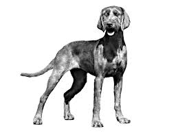 Image result for maďarský ohař drátosrstý