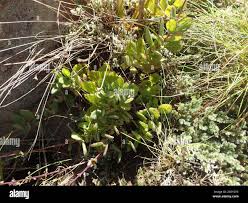 Image result for Coleus hadiensis