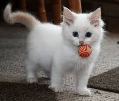 Hasil gambar untuk foto Kucing