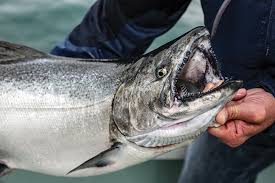 Pin On Fish And Others