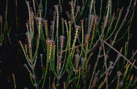 Image result for Allocassine laurifolia
