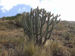Image result for Austrocylindropuntia