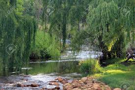 Department of agriculture plant hardiness zones 2 through 9a, depending on the because weeping willow roots aggressively seek water, the tree should be planted a minimum of 105 feet from water lines, sewer lines and septic. River Flowing Past Willow Trees Stock Photo Picture And Royalty Free Image Image 8594985