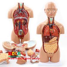 In general usage, the termmchest is used as a synonym for thorax. 45cm Dismantling 16 Parts Human Body Trunk Anatomy Model Liver Intestine Stomach Medical Teaching Mqg103 Medical Science Aliexpress