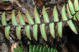 Image result for Pellaea angulosa