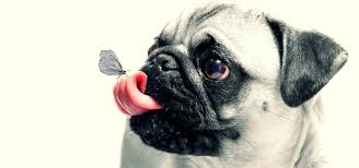 Petsbook Home Facebook