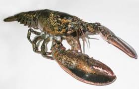 Skin cancer is represented by a black ribbon, lung cancer by a white ribbon and prostate cancer is light blue. Cancer Animal Sign In Astrology Lovetoknow