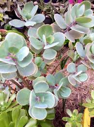 Kalanchoe Arborescens Cacti And Succulents House Plants Miniature Plants