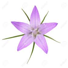 Wild Rampion Bellflower Flower Campanula Rapunculus Isolated Bellflower Flower Campanula Bellflower