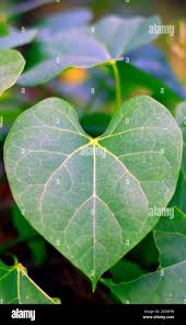 Image result for Tinospora