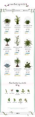 Poisonous Plants For Dog Infographic Plants House Plants Indoor Plants