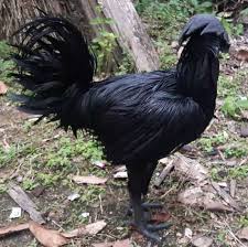 Diambil dari dvd koleksi abadi lagu taman. Keunikan Balung Ayam Jantan Pembekal Ayam Hitam Cemani Facebook