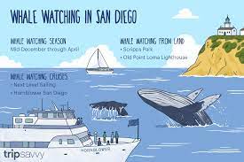 Sail san diego is located at one of the closest marinas to the pacific ocean so you have your choice of either sailing in the harbor or heading out to the pacific ocean to watch we went whale watching new year's day and had captain art harrison. San Diego Whale Watching How And When To See Them