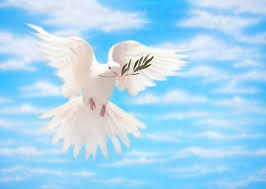 Dove With Olive Leaf Stock Photos ...