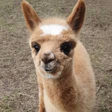 Inkari Alpaca Products Gifts In 2020 Baby Alpaca Cute Baby Animals Alpaca