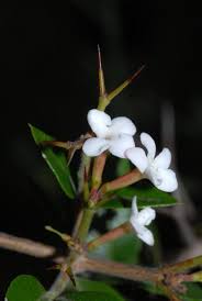 Image result for Carissa tetramera