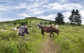 Welling hollister branson duenweg cedarville duquesne tenkiller tahlequah mount vernon miami joplin marble falls harrison. Grayson Highlands State Park Visitor And Camper Guide
