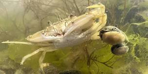Kids' Day: Crazy Crabs