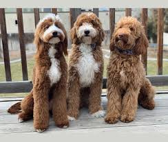 Use the search tool below and browse adoptable goldendoodles! Embark Dog Dna Test Breed