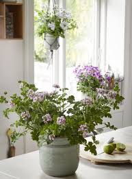 The annual 'geranium' (pelargonium) is often referred to as a geranium. Pelargonium Pelargonium Home