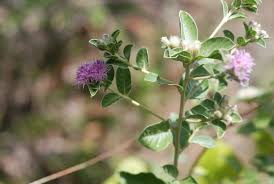 Image result for Vernonia auriculifera
