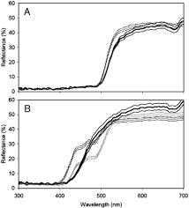 Image result for Eulophia ensata