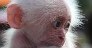 We did not find results for: Baby Monkeys Who Are So Cute They Look Fake The Dodo