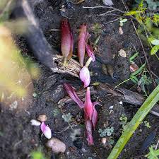 Image result for Satyrium confusum