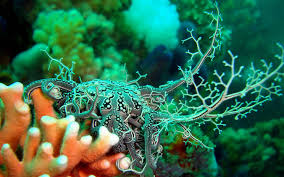 Resultado de imagem para wallpapers of corals