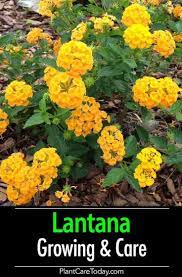 The Lantana Plant A Bright Sun Loving Plant Producing Flowers In Abundance And Rewarding You With Lots Of Colo Lantana Plant Sun Loving Plants Lantana Flower