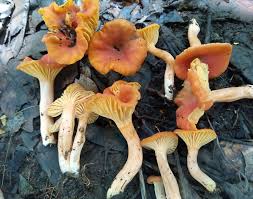 Image result for Marquesia macroura