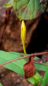 Image result for Xenostegia alatipes