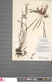 Image result for Vittaria guineensis