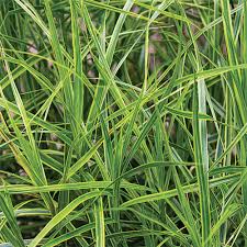 Image result for Carex lycurus