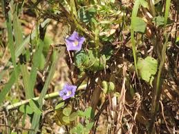 Image result for Ipomoea parasitica