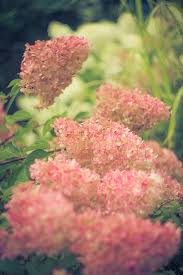 Image result for hydrangea paniculata vanille fraise