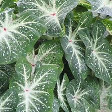 Caladium Galaxy Caladium Shade Garden Plants Leaves