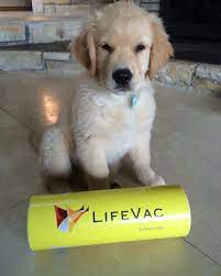 Lifevac Golden Retriever Animals Retriever