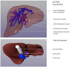 It is not intended to serve as a substitute for professional medical care or a discussion between you and your surgeon about the need for a surgery. Cancer De La Vesicule Biliaire Centre Hepato Biliaire Paul Brousse